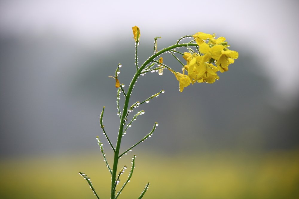 Photograph by Mostafa Shahriar