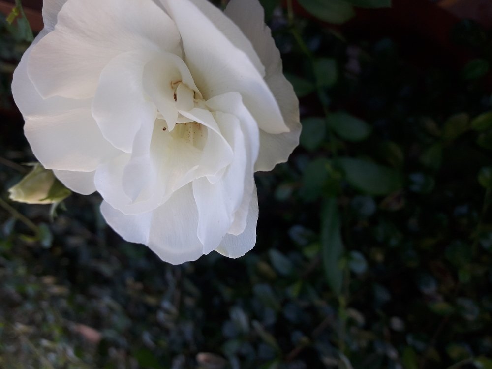 Beautiful Contrast