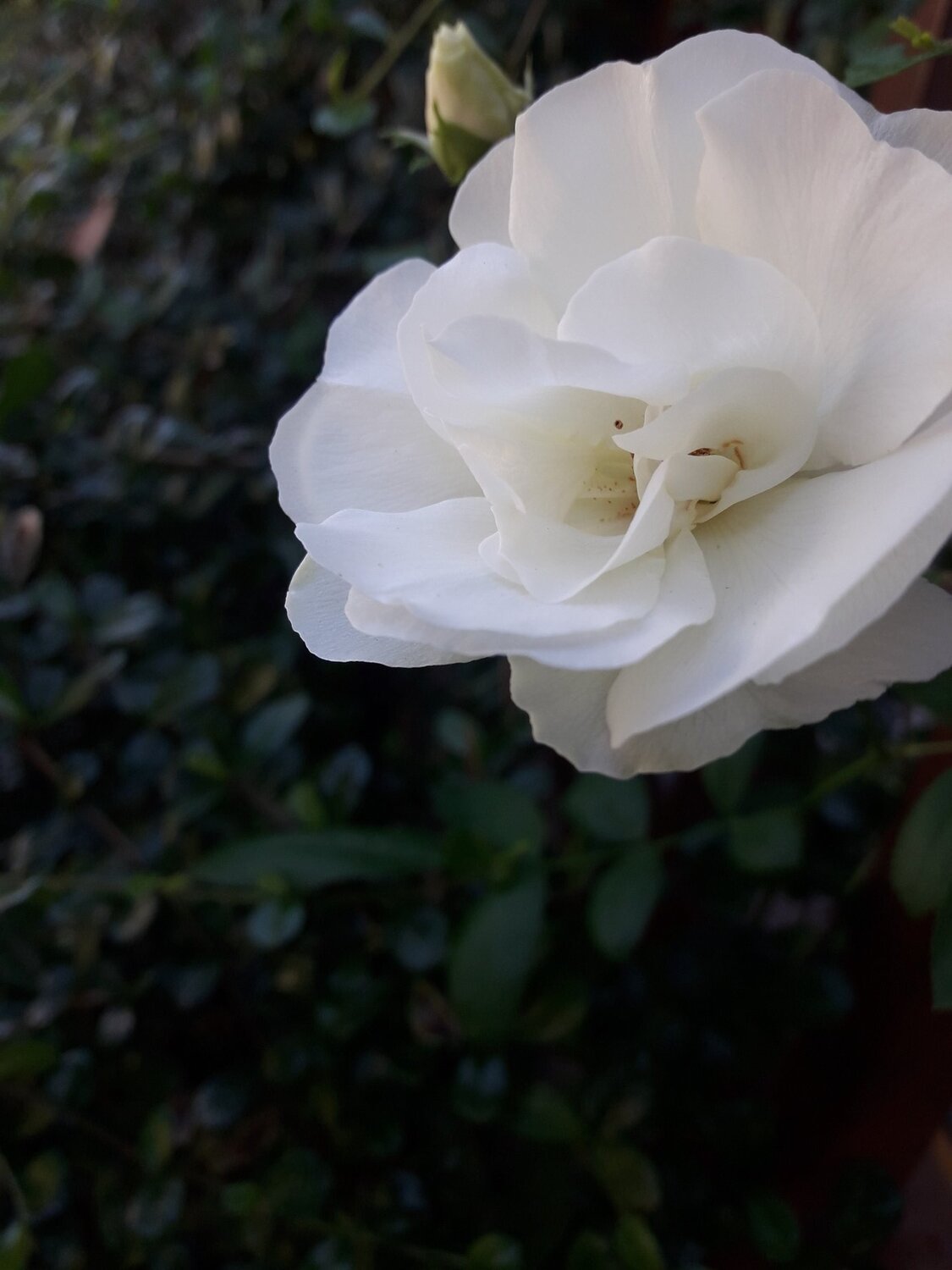 Beautiful Contrast