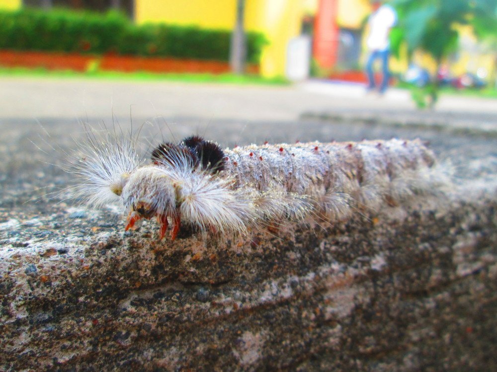 Caterpillar