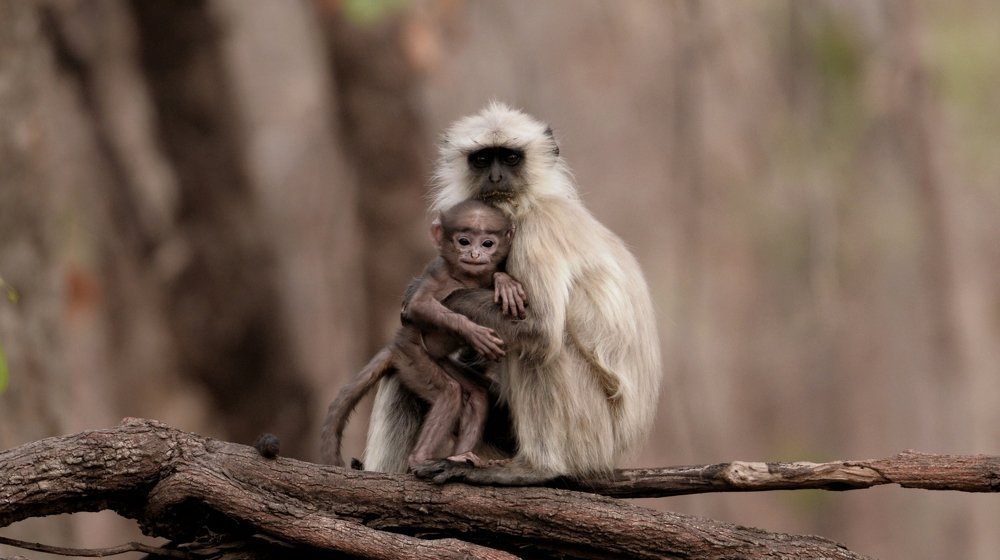 Photograph by Sunil Manikkath