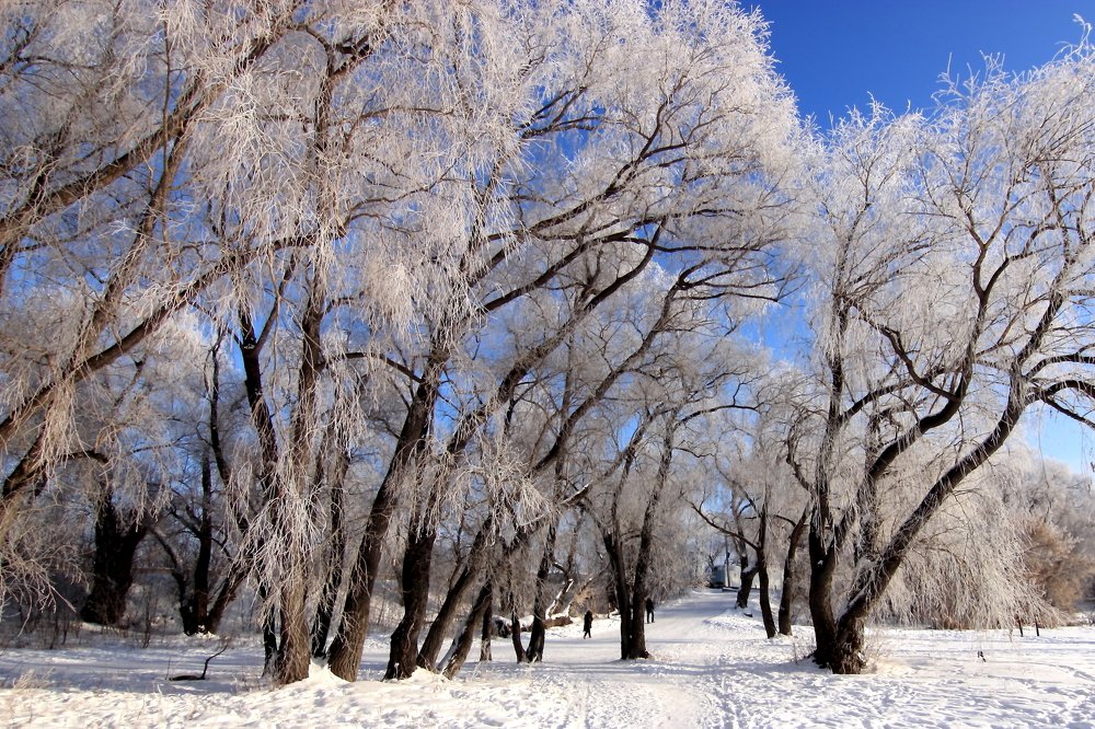 Зимние ивы.