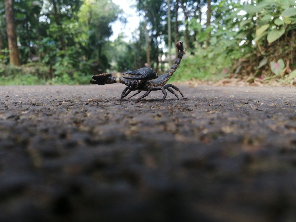 Scorpio is ready to sting