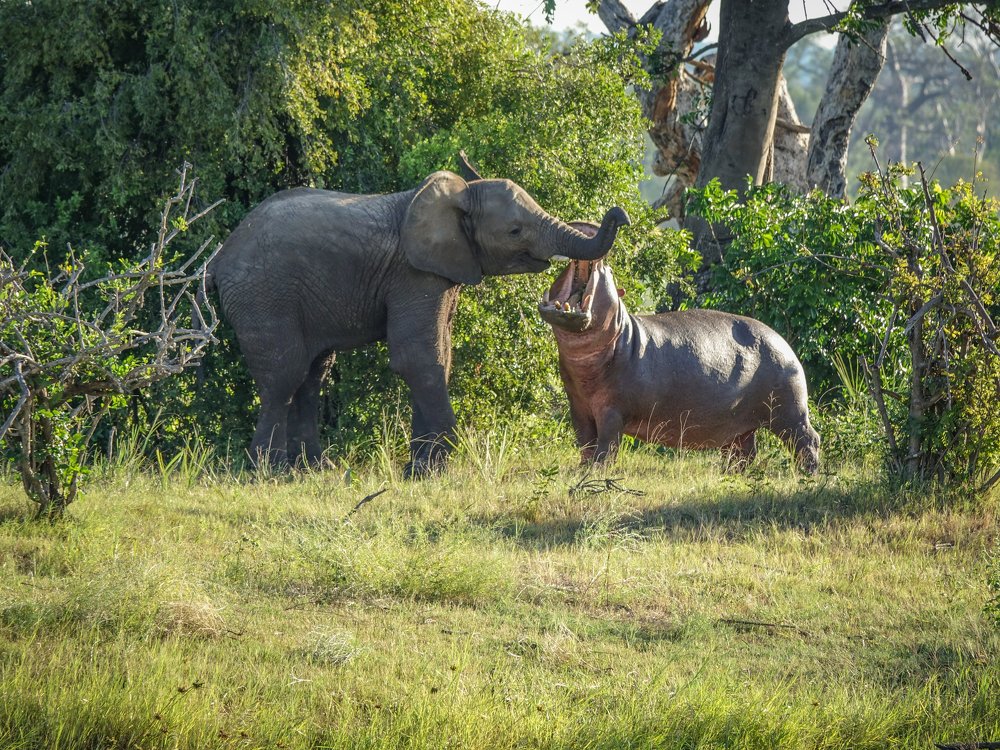 Elephant cuddling with the Hippo