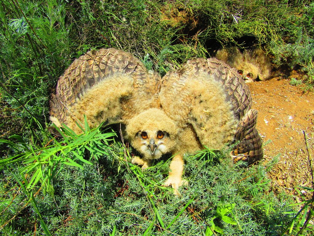 Photograph by Сергей Яценко