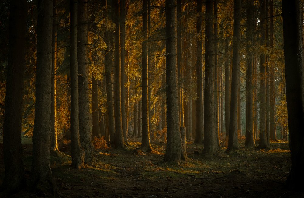 Photograph by Alexandru Pavel