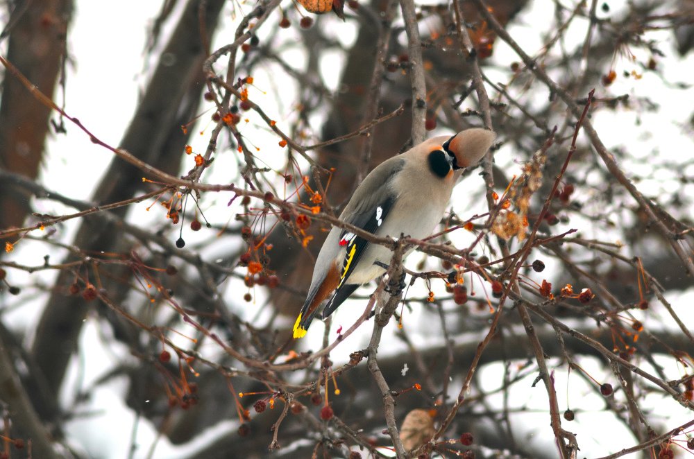 Photograph by Владимир Янчук