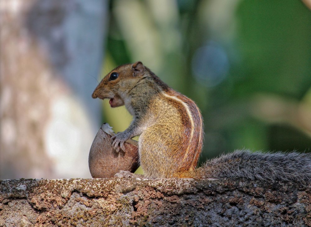 Photograph by Prasad Kn
