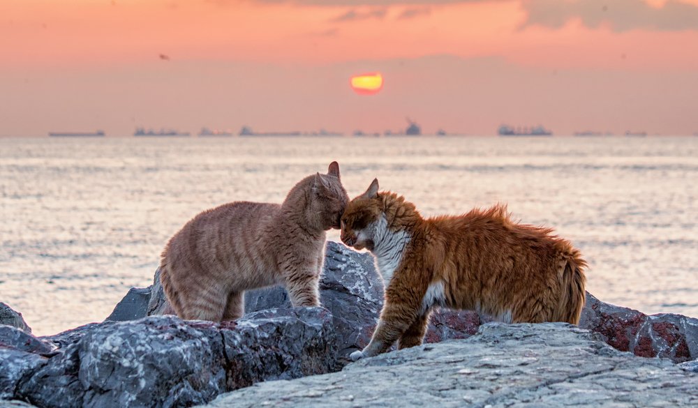 Коты дерутся у Мраморного моря