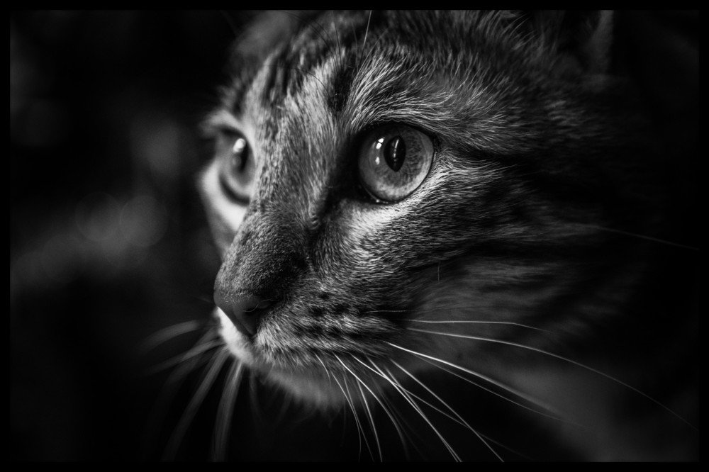 Photograph by Stefania Pelosi