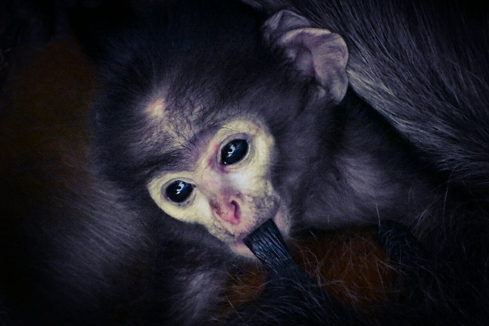 Photograph by Ethan Tanmoy