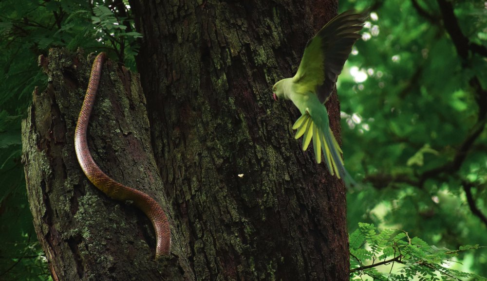 Photograph by Rohit Sinha