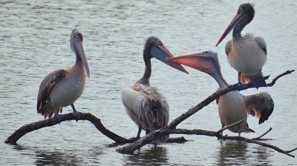 Photograph by Rohit Sinha