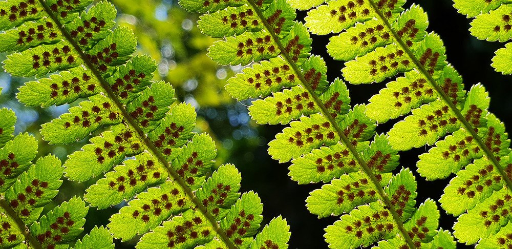 Лист папоротника в контровом свете