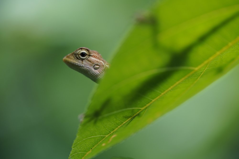 Lizard with highlight and shadows