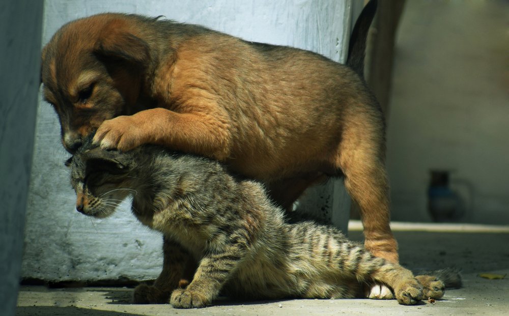 Photograph by Rohit Sinha