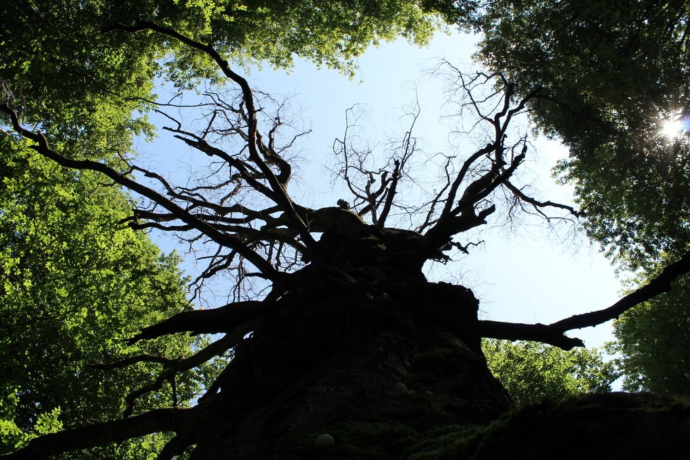 Photograph by Ирина Поваляева