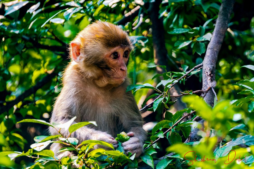 Photograph by Shashram Dahal