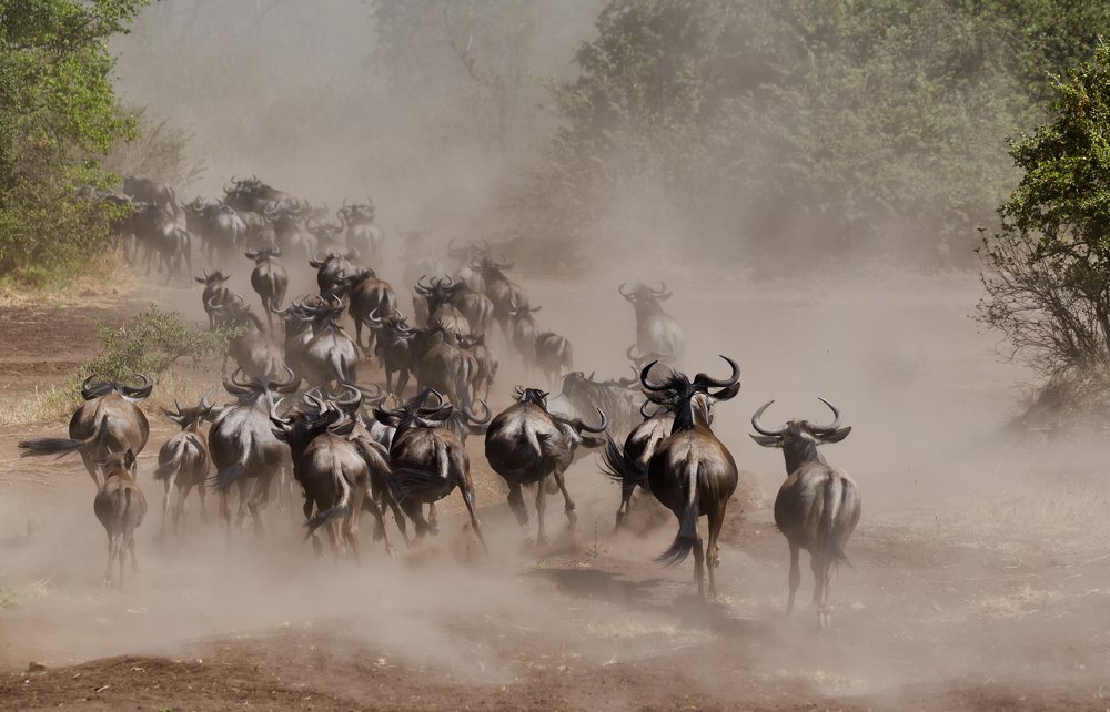 Photograph by Sajal Goswami