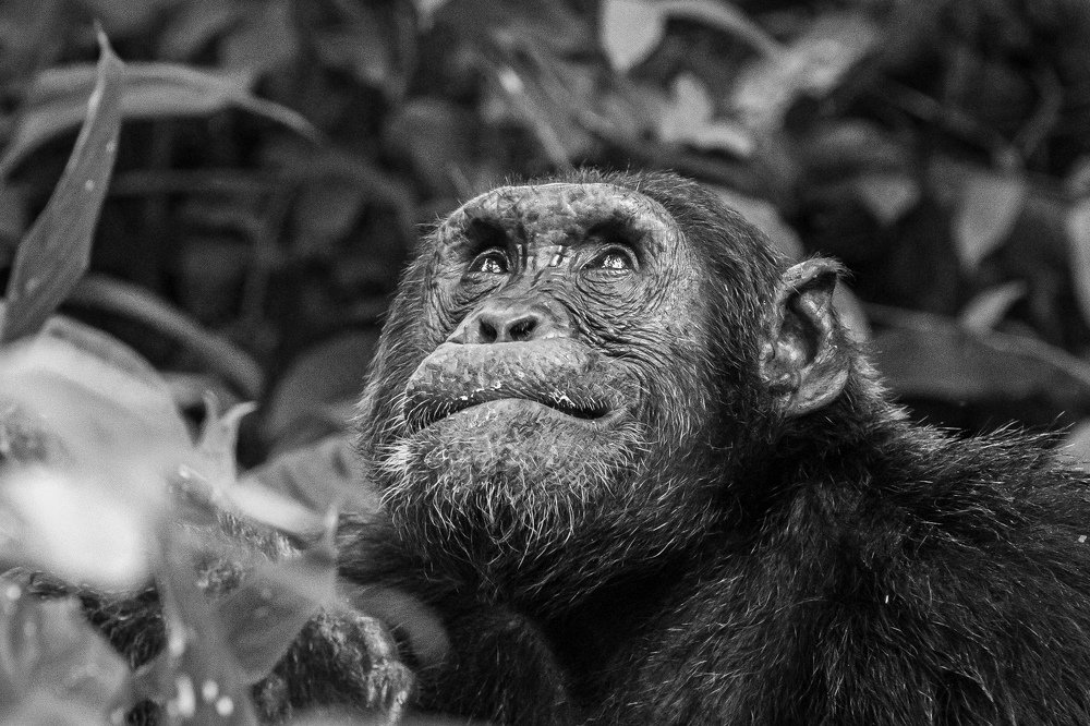 Photograph by Сергей Андрейчук