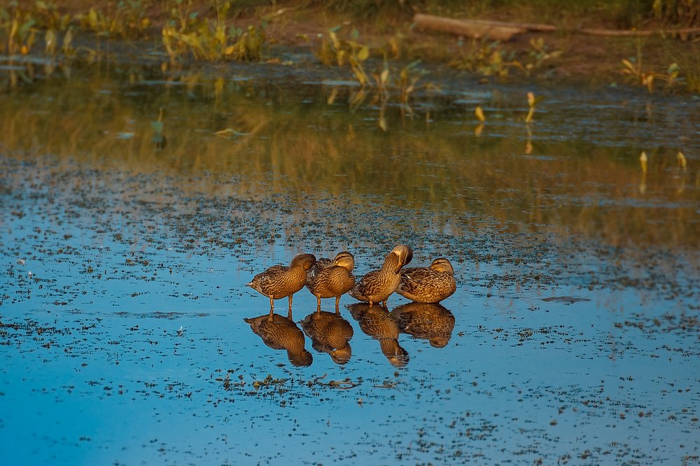 Photograph by Ирина Кооль