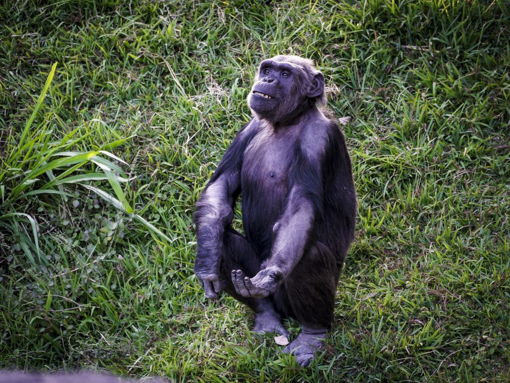 Photograph by Allan Santamaría