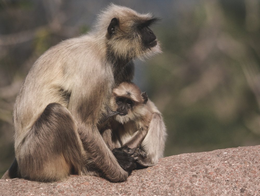 Photograph by Upayan Chatterjee