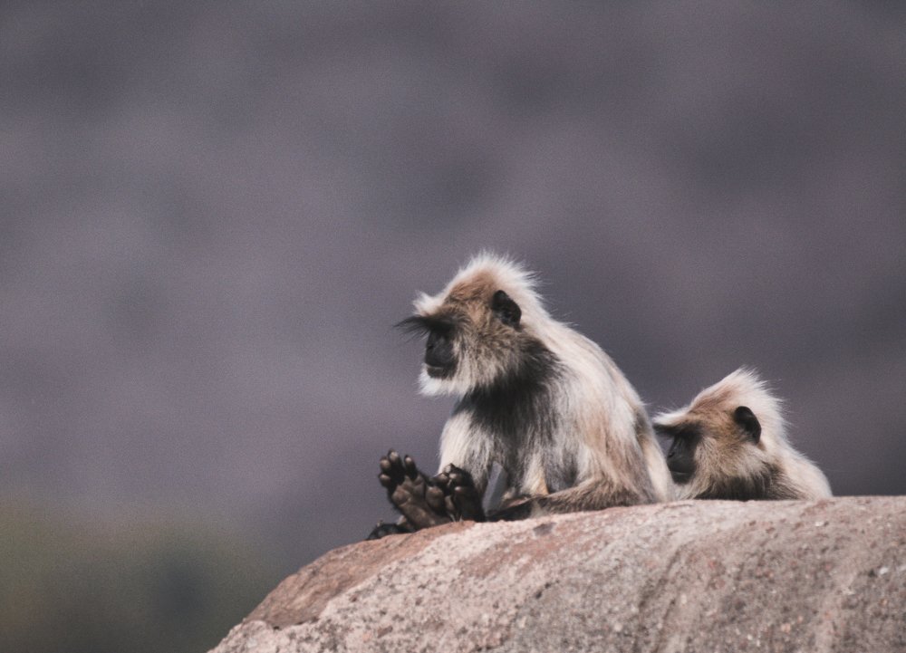 Photograph by Upayan Chatterjee