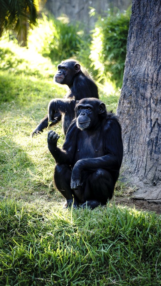 Photograph by Allan Santamaría