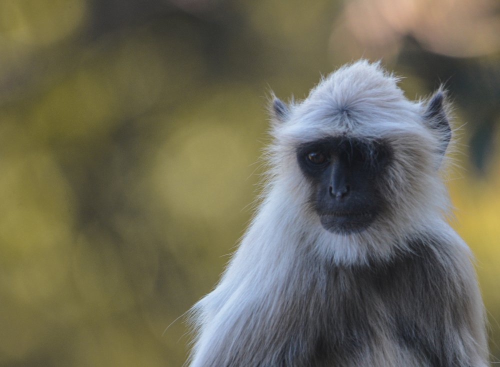 Photograph by Upayan Chatterjee