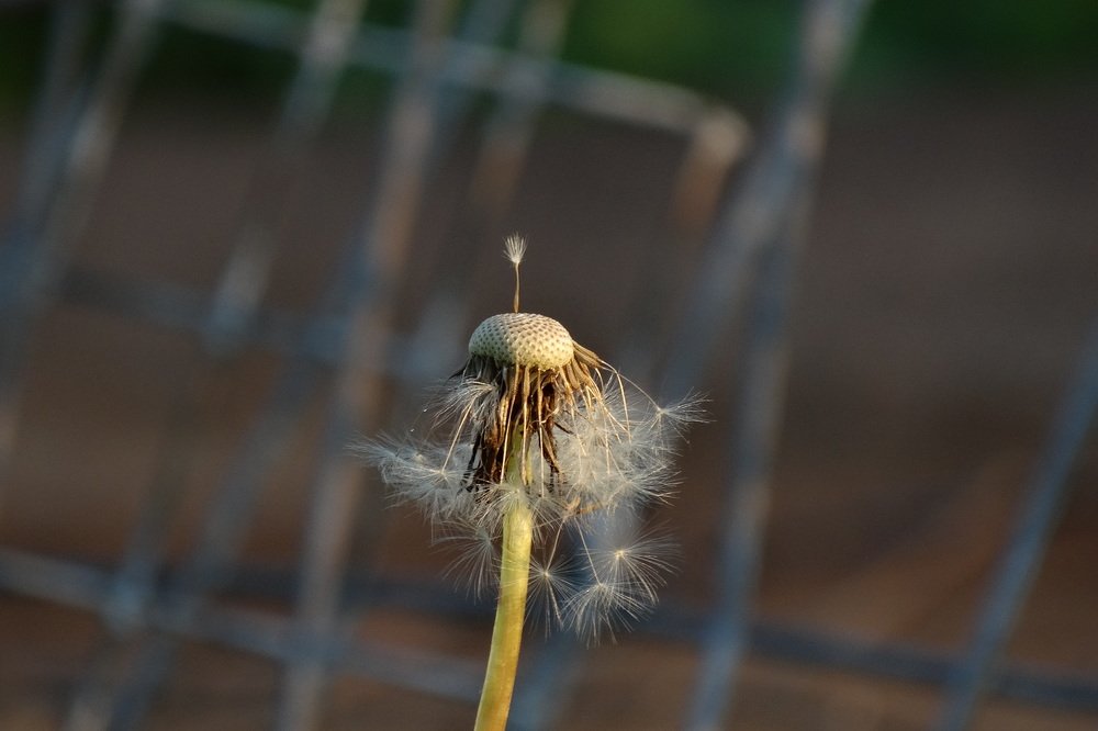 Photograph by елена кузьмина