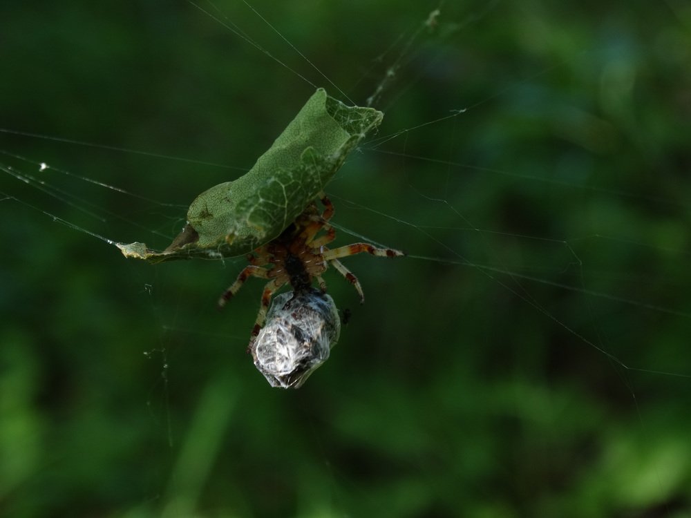 Photograph by елена кузьмина