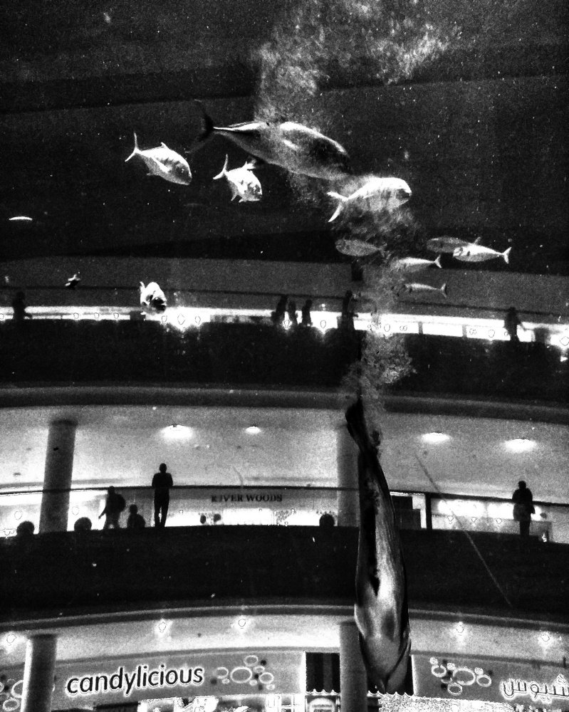 Photograph by Amirkasra baniasadi