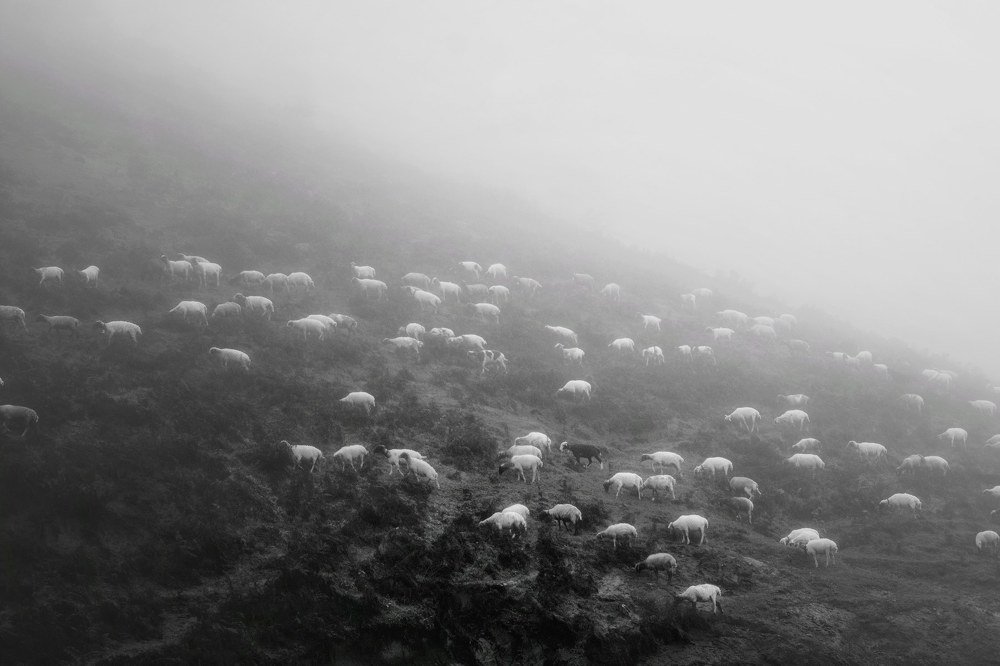 Photograph by Amirkasra baniasadi