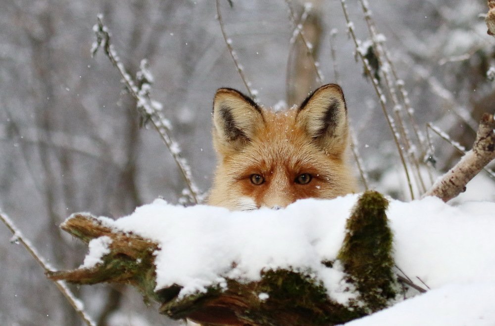 Любопытные глаза, притаились за пеньком