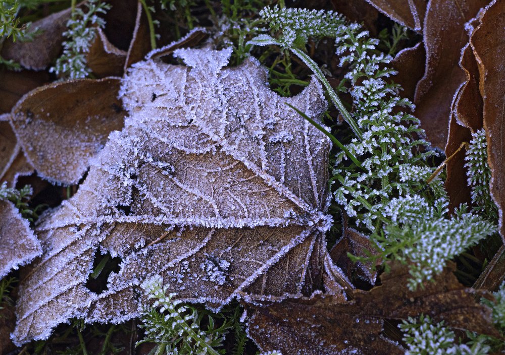 Christmas tree-grass
