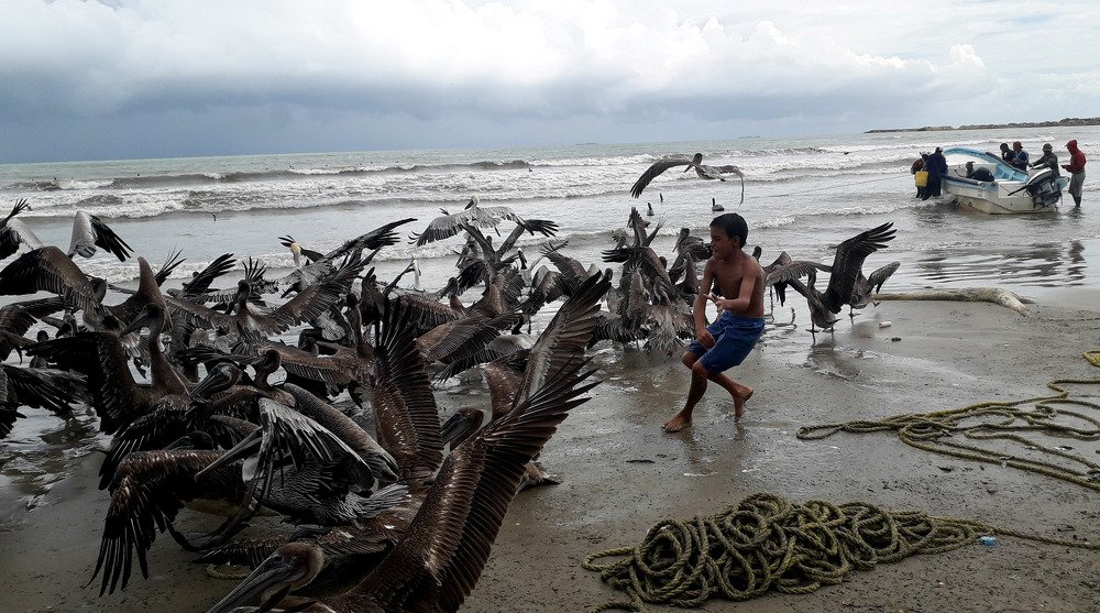 The boy and the pelicans