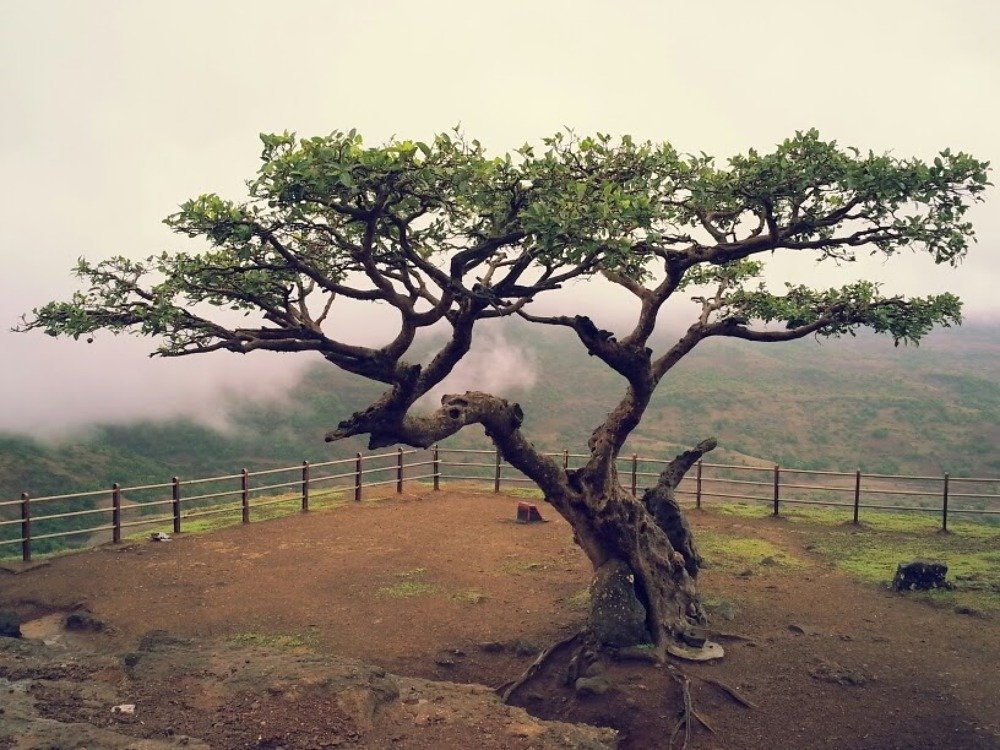 Photograph by Vinayak Bhogale