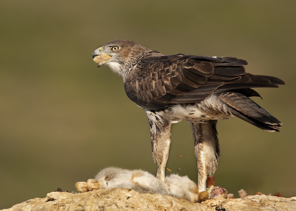 The Bonelli’S power