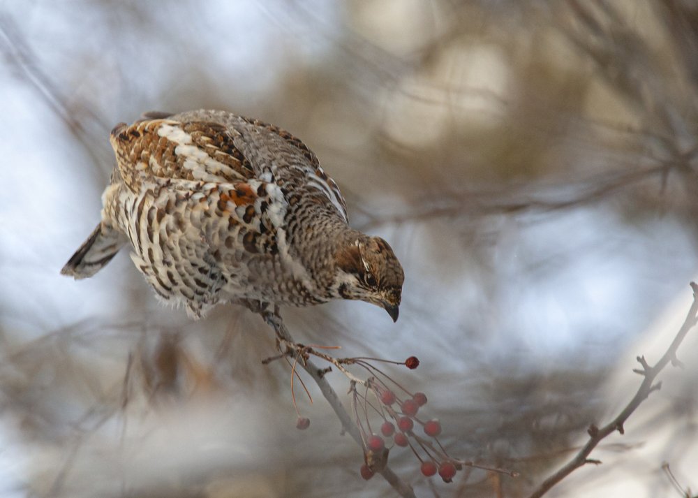 Photograph by Жбир Денис