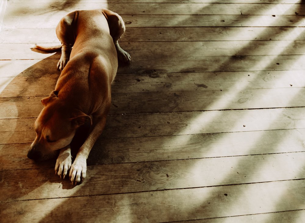 Photograph by Liguanna Anna