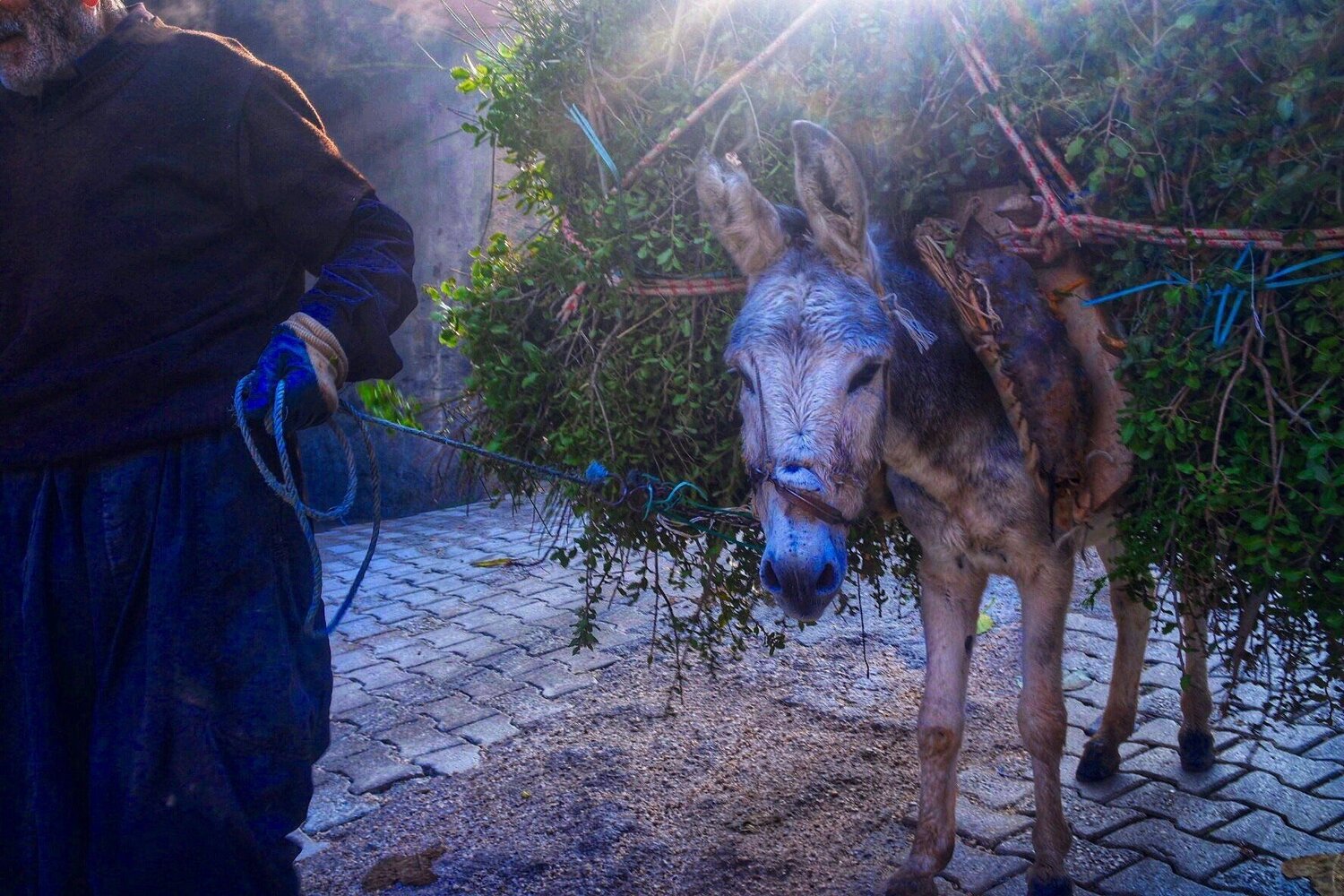 An old man and his burro