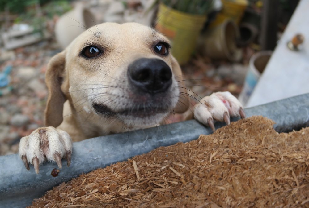 Mi perrito posando