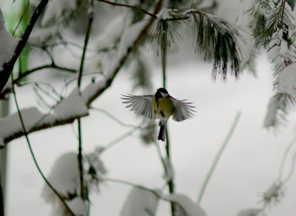 Ну, полетели.....
