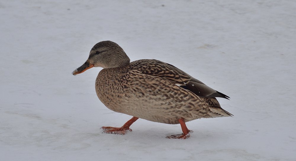 Photograph by  Alexey