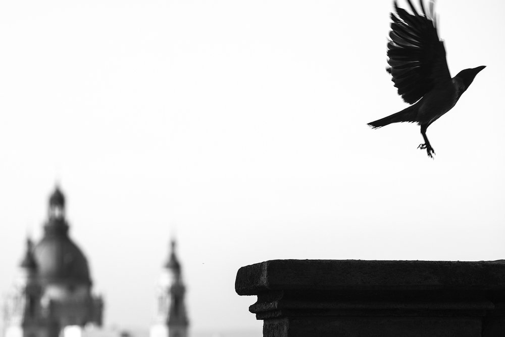 Photograph by Bojan Dzodan