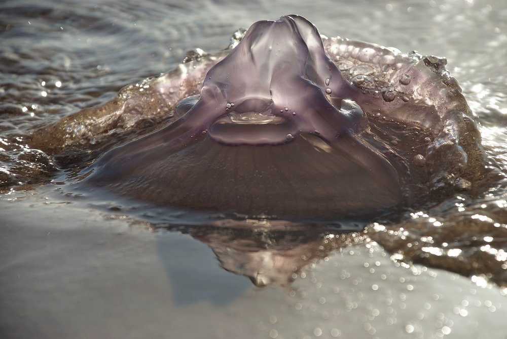 Photograph by Igor Ryzhov