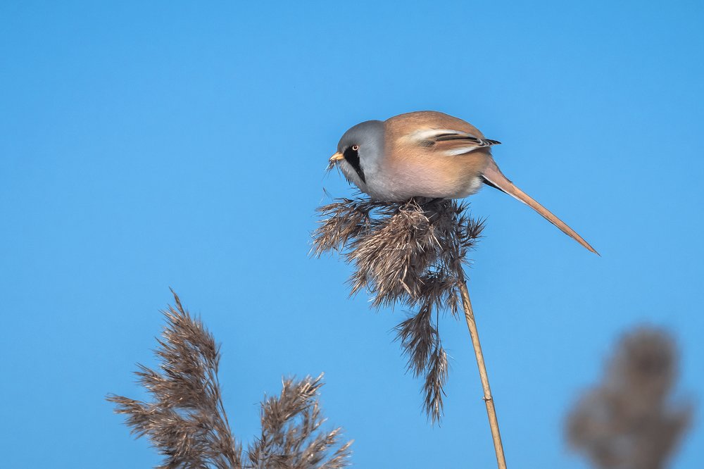 А усы и подделать можно!))