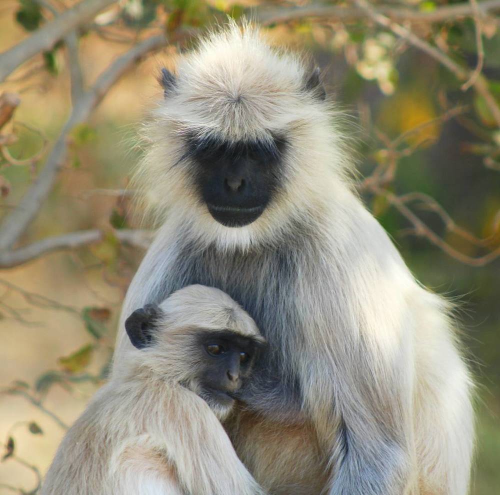 Фотография автора Vivek Tavate