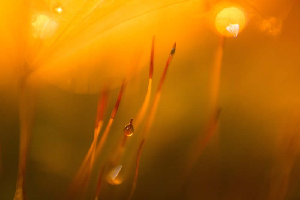 Photograph by Анна Селезнева